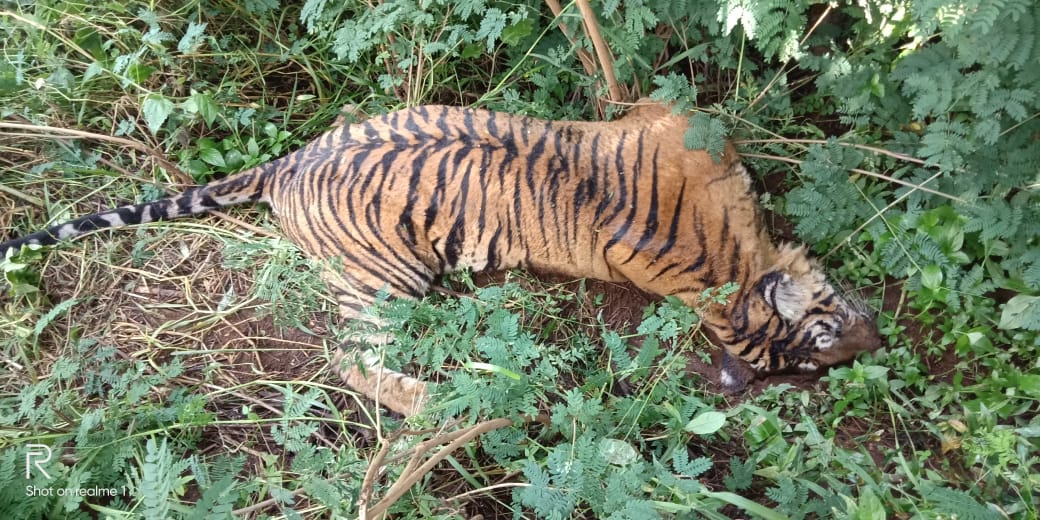 TIGER FOUND DEAD OUTSIDE BANDIPUR NATIONAL PARK - Green Minute