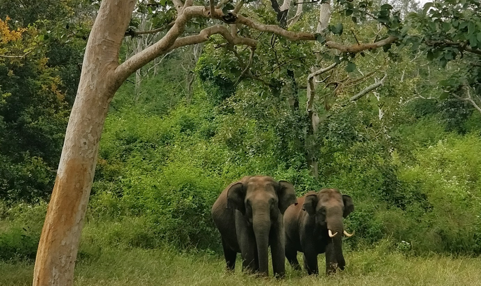 65 WILD HASSAN ELEPHANTS' CAPTURE ON - A RISKY OPERATION - Green Minute