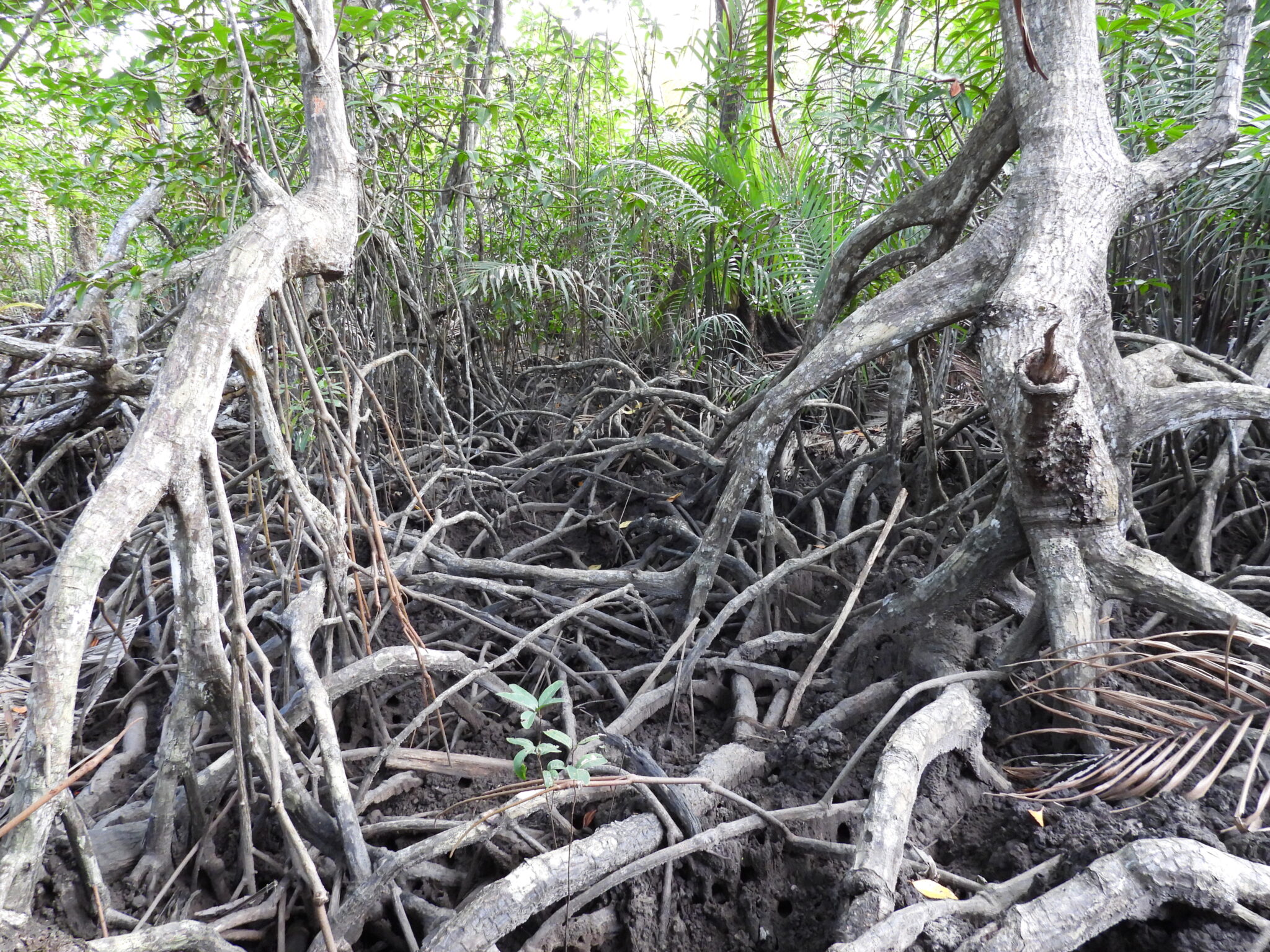 Toasted Island Roots MIDDLE ANDAMAN ISLANDS, A GLOBAL HOTSPOT FOR MANGROVE DIVERSITY ...